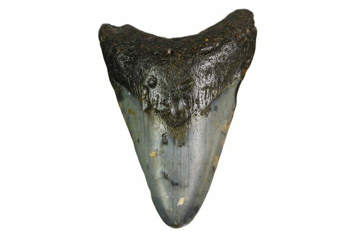 Bargain, Megalodon Tooth - North Carolina #152999
